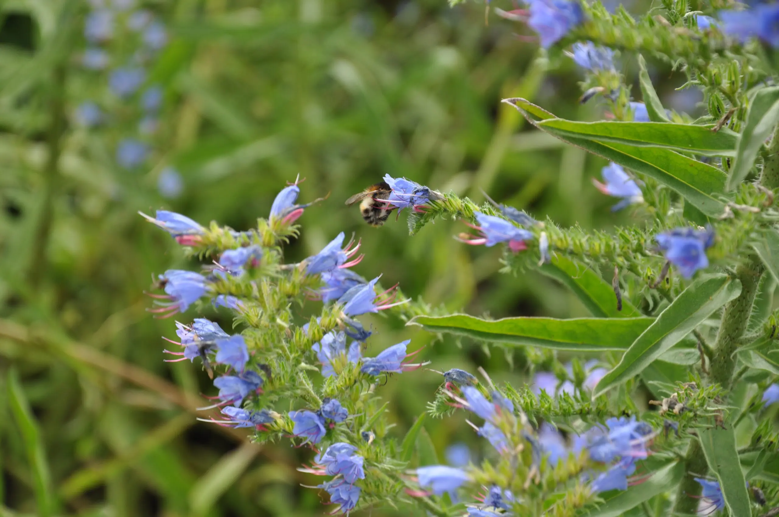 En brumbasse på en blå blomst