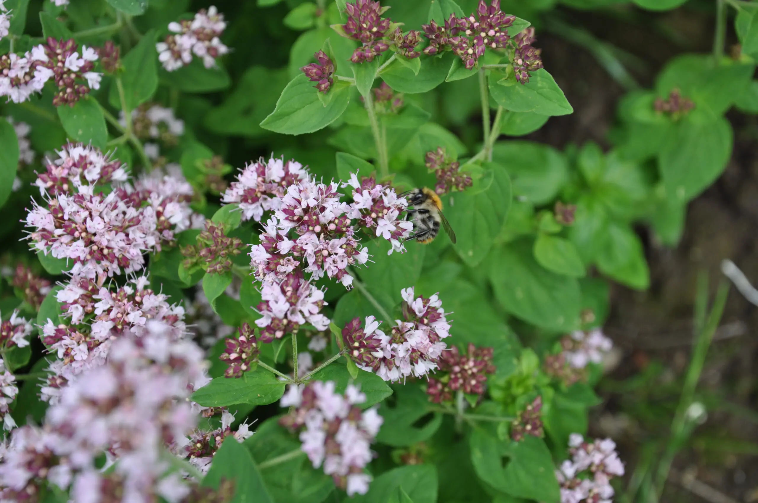En brumbasse på en lyserød blomst
