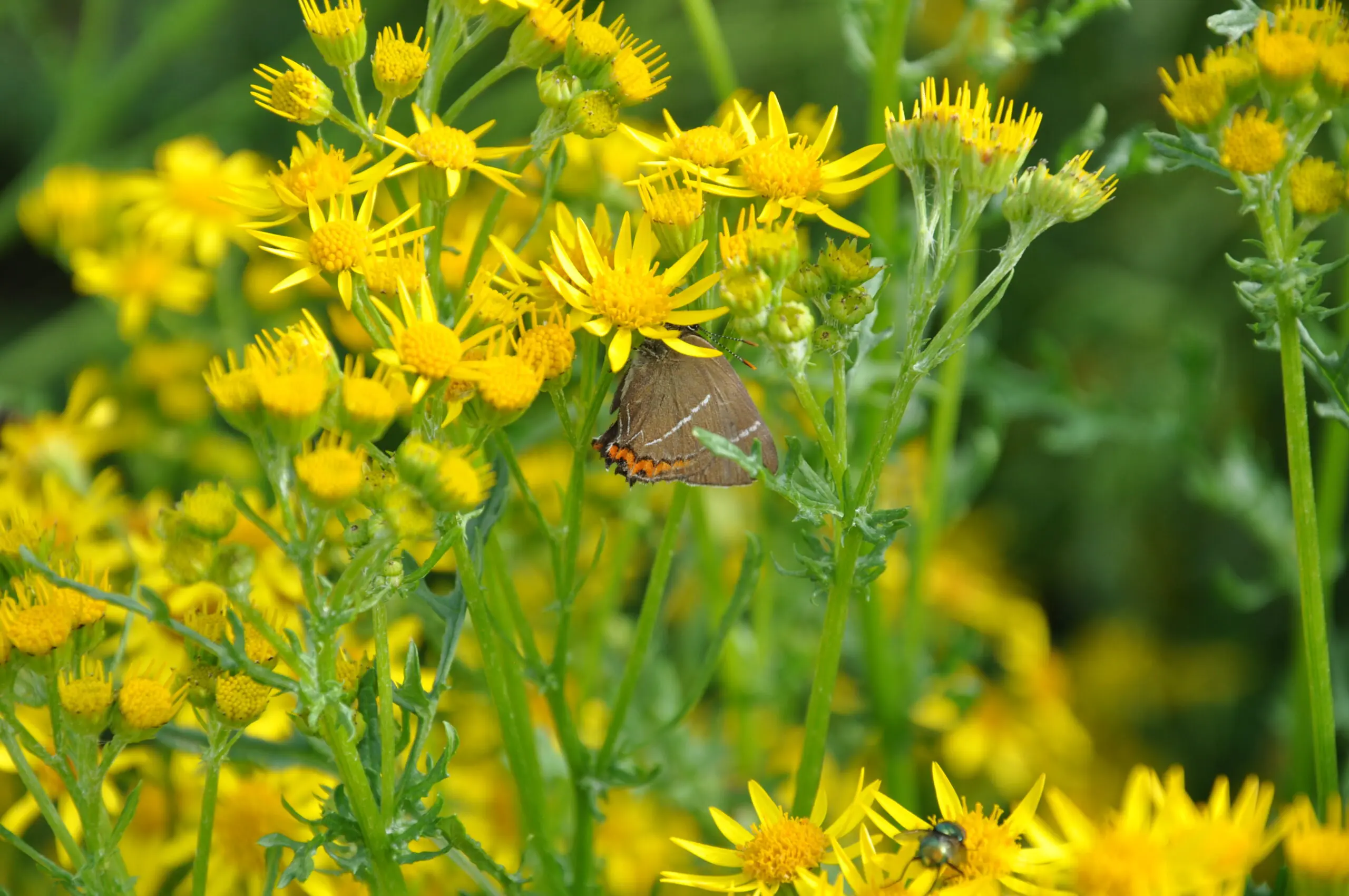En sommerfugl på en gul blomst