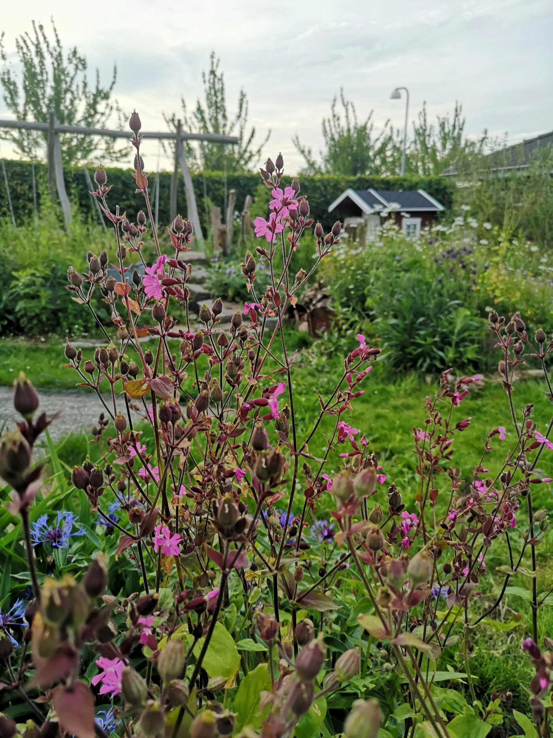 Vild have hos Vild i Villestofte