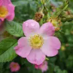 Dråber af vand på en lyserød blomst