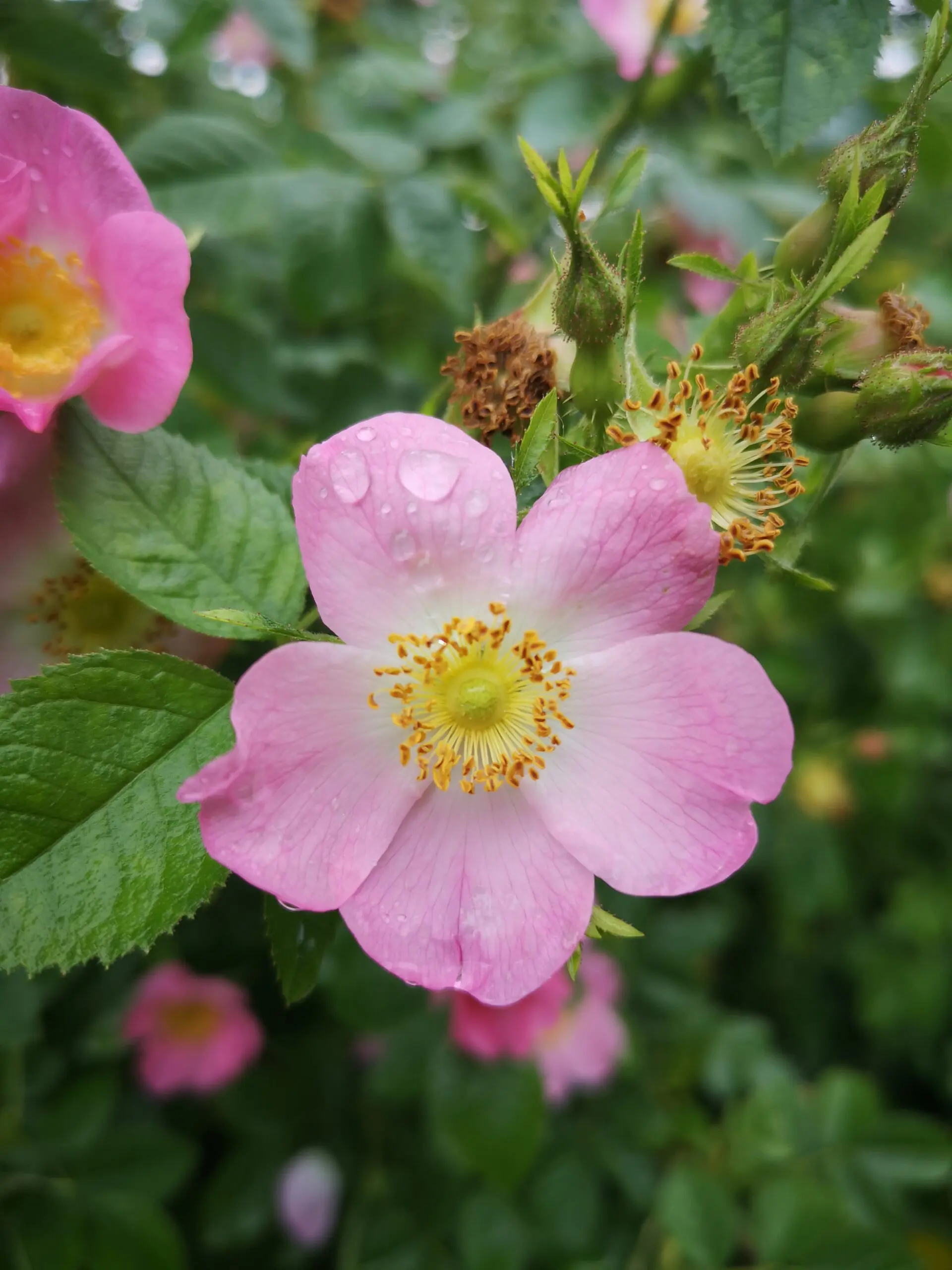 Dråber af vand på en lyserød blomst