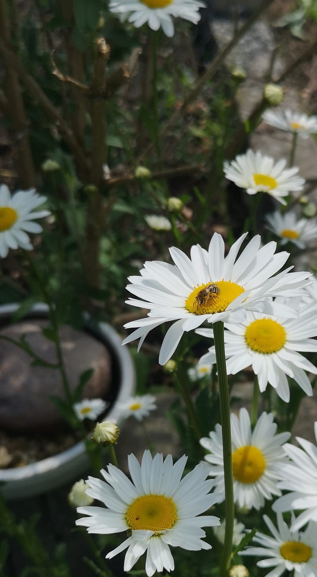 Bi på en blomst